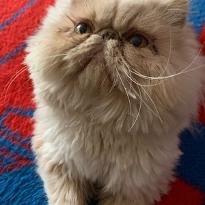 Meet your Posher, Jimi